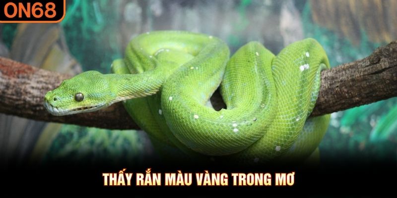 Thấy rắn màu vàng trong mơ
